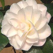 Japanese Camellia
